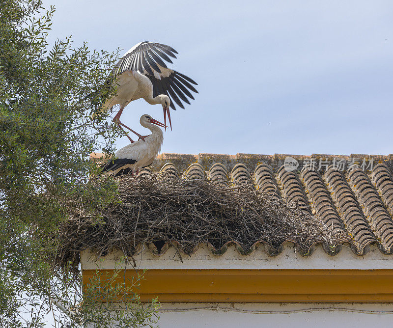 一对白鹳，Ciconia Ciconia，科多Doñana;西班牙